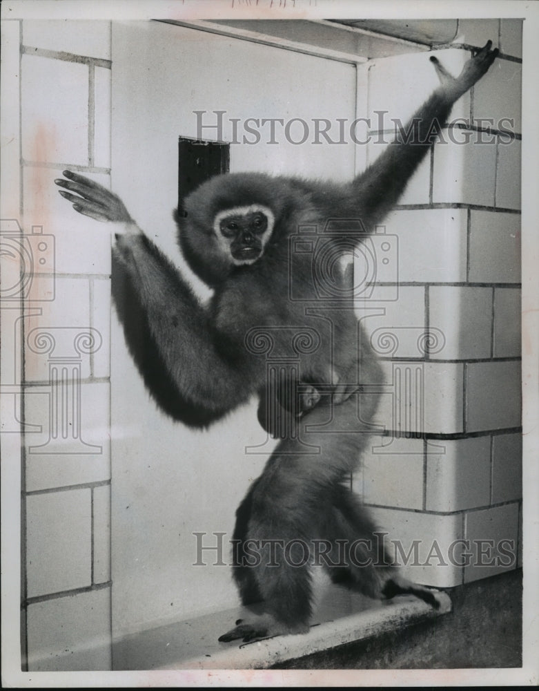 Press Photo Mother and Child Monkey at the Bronx Zoo - Historic Images