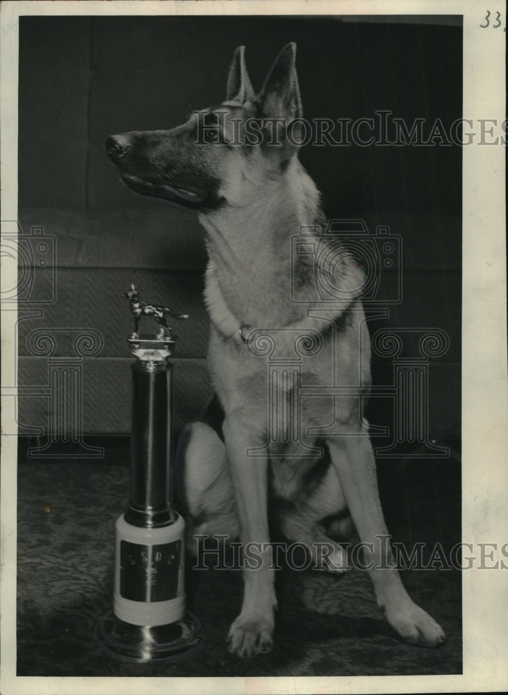 1950 Press Photo German shepherd Weeng of Almard became a champion at 7 months-Historic Images