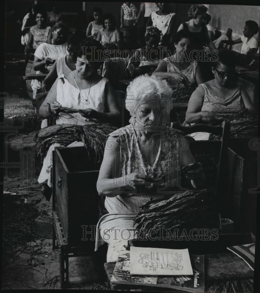 1964 Press Photo Women grade the tobacco in another part of factory in Cuba - Historic Images