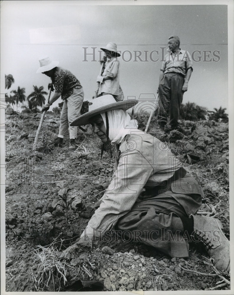 1968 Press Photo Carlos Maritany Sanchez working in coffee fields in Havana - Historic Images