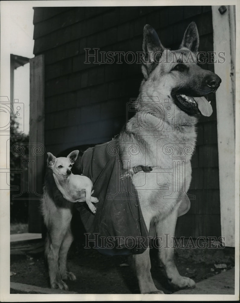 Press Photo Joe Mozetti made pouch for dog Fritz that carries pizza - Historic Images