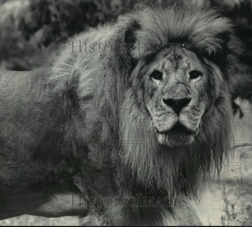 1986 Press Photo Rameses 18 Year Old Milwaukee Zoo Veteran Lion - Historic Images