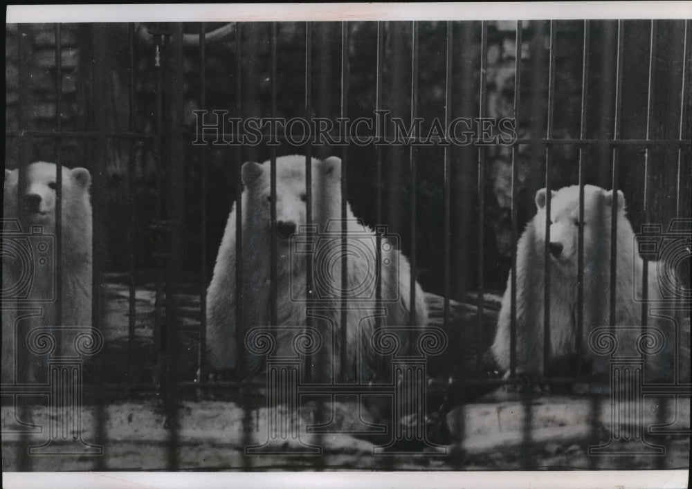 1953 Press Photo Polar Bears Brought to Washington Park Zoo in 1912 - Historic Images