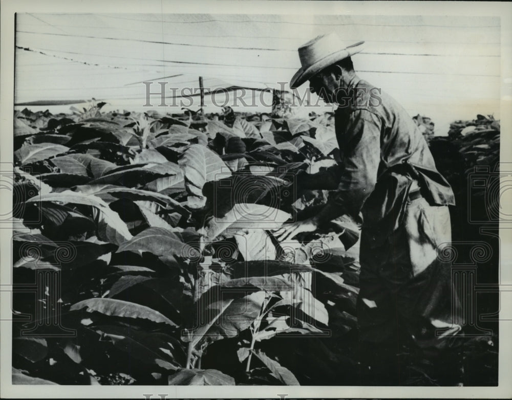 1962 Press Photo Cuban Agricultural Worker in a Tobacco Plant Field - mjx26968- Historic Images