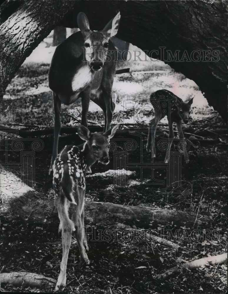 1959 Press Photo Mother Doe Posing for Portrait with her Twin Fawns - Historic Images