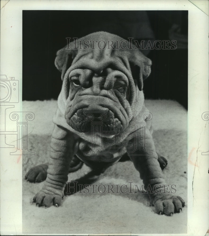 1981 Press Photo Shar-Pei Puppies are Very Wrinkled - Historic Images
