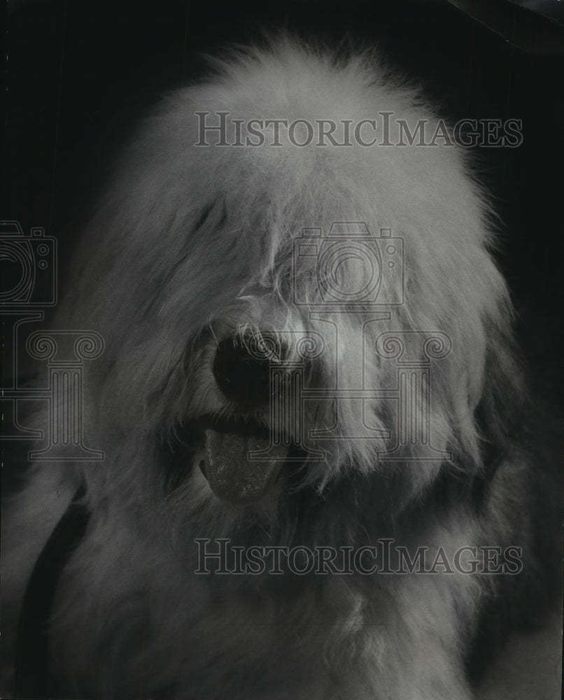 Press Photo Old English Sheepdog - Historic Images