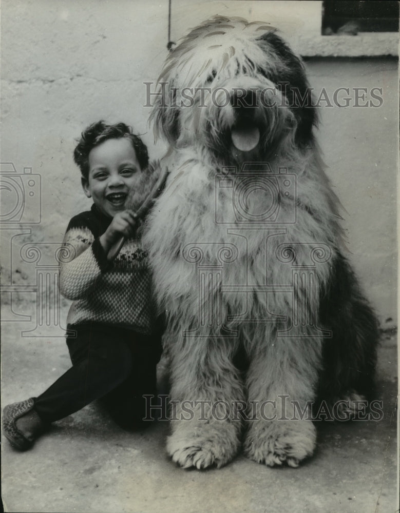 1965 Press Photo Shaggy Sheep Dog Blue Mist with Clive Butters - Historic Images