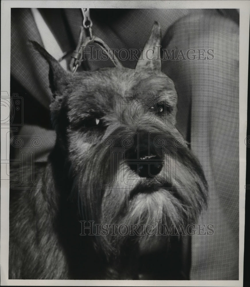 1953 Press Photo Bursche von Hessen a Miniature Schnauzer from Glencoe, Illinois-Historic Images