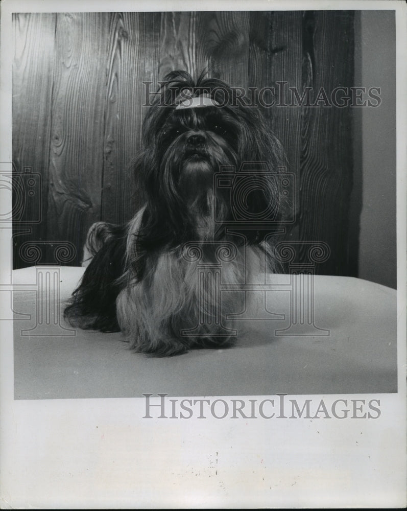 1970 Press Photo Delrays Sukeisu, Shih Tzu From Tibet - Historic Images