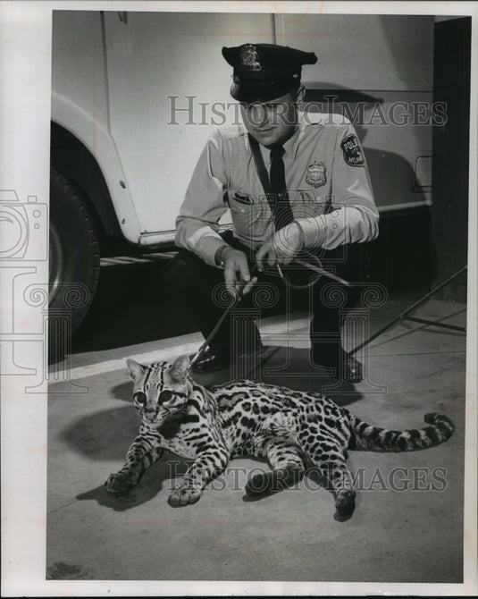 1962 Press Photo Whisky the Ocelot and Patrolman Richard Duszynski - mjx27921-Historic Images