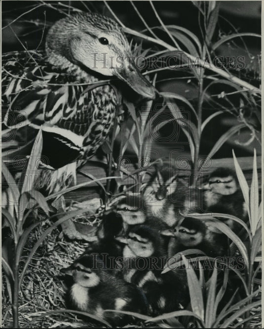 1954 Press Photo Mallard Ducklings and Mother by Milwaukee River - mjx27926-Historic Images