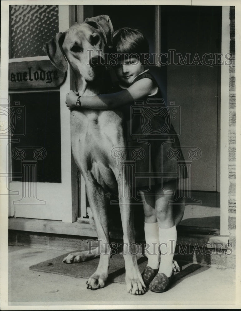 1967 Press Photo Khan, the First Great Dane in Britain to Qualify as Police Dog-Historic Images