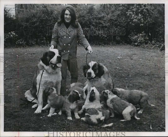 1967 Press Photo Cindy With Her St. Bernard's And The New Puppies - mjx28195-Historic Images