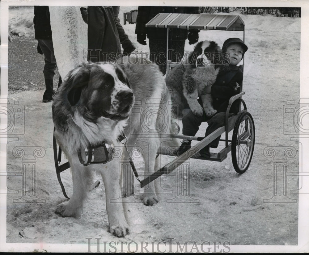 1963 St. Bernard Dogs At The Mayfair Shopping Center  - Historic Images
