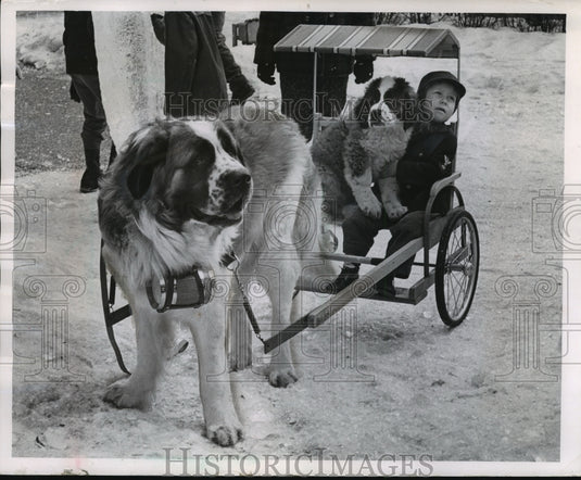 1963 St. Bernard Dogs At The Mayfair Shopping Center – Historic Images