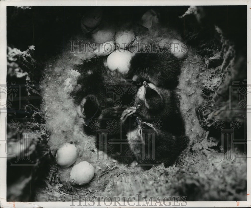 1959 Press Photo Wood Duck Chicks Ready To Leave Home - mjx28369-Historic Images