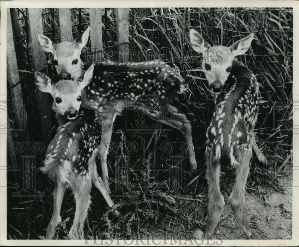 1972 Press Photo Triplet Fawns at Fred Doepke Farm in Rib Mountain - mjx28531-Historic Images