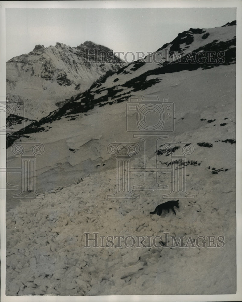 1954 Press Photo Canine "Recruit" Searches for Victim in Training Area - Historic Images