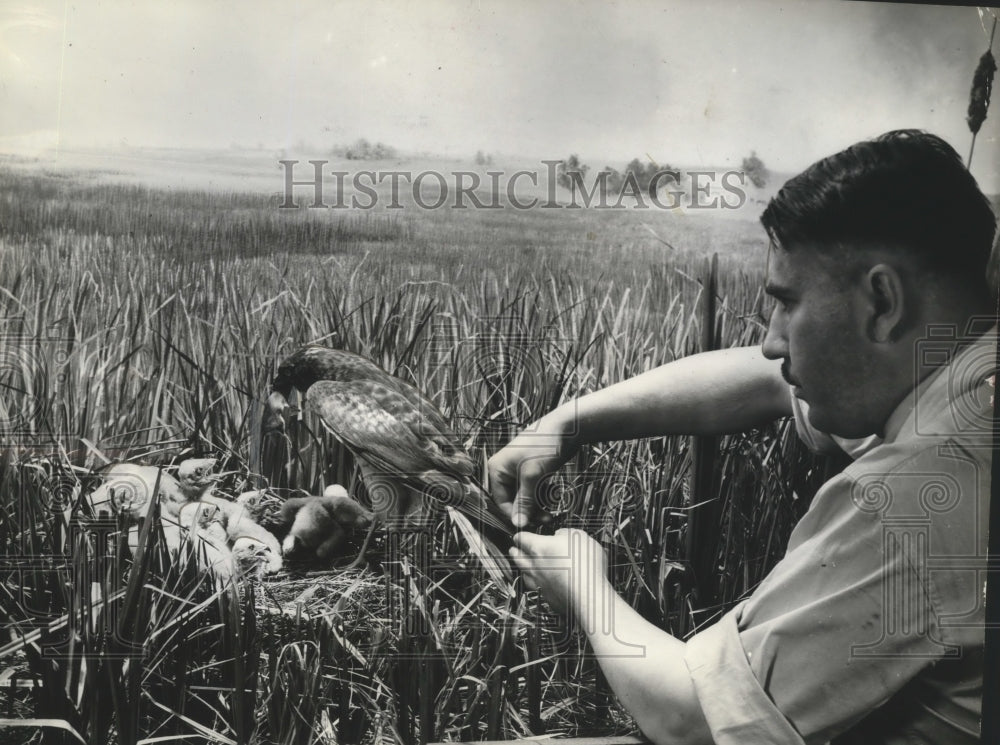 1938 Press Photo Walter Dettman Adding Finishing Touches to Marsh Hawk Display-Historic Images
