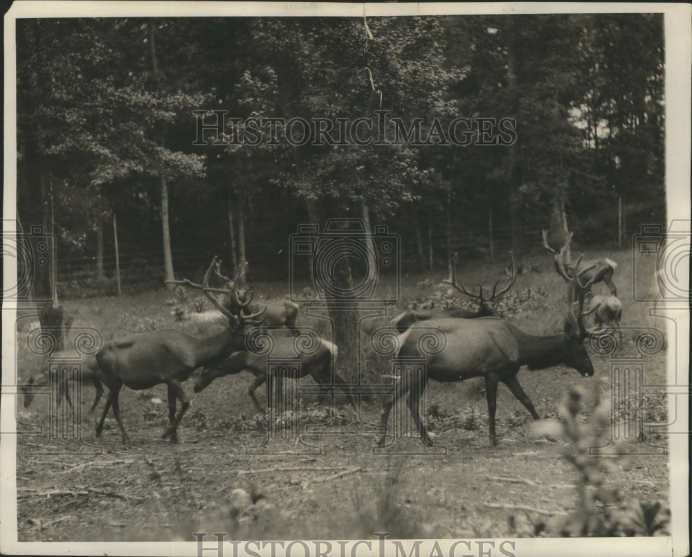 1928 Press Photo Elk Farm on Richmond-Petersburg Pike in Virginia - Historic Images