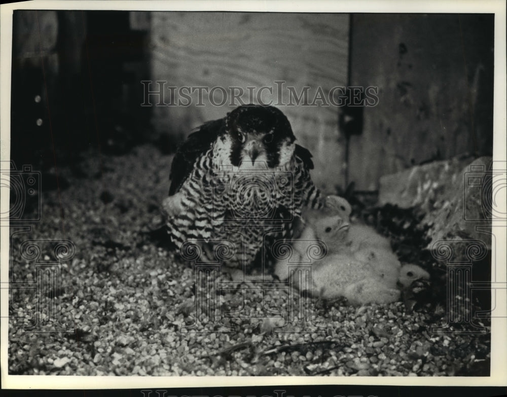 1991 Press Photo Falcon &quot;Sybella&quot; nest on the First Wisconsin Center tower.- Historic Images