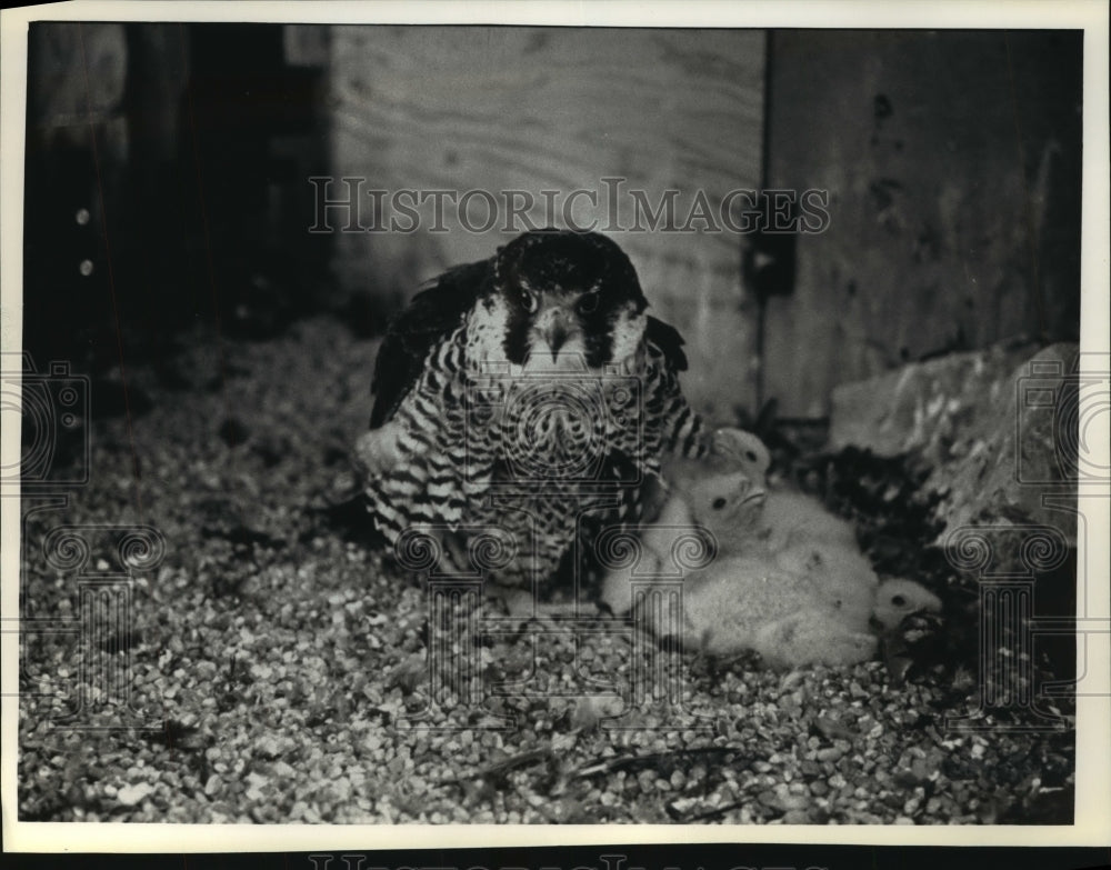 1991 Press Photo Falcon "Sybella" nest on the First Wisconsin Center tower.- Historic Images