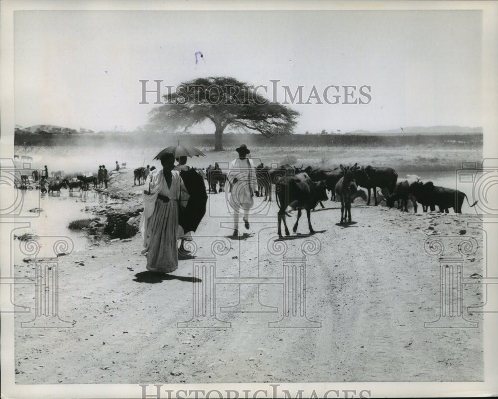 1960 Press Photo Herdsman tend cattle in the desert near Addis Ababa, Ethiopia-Historic Images