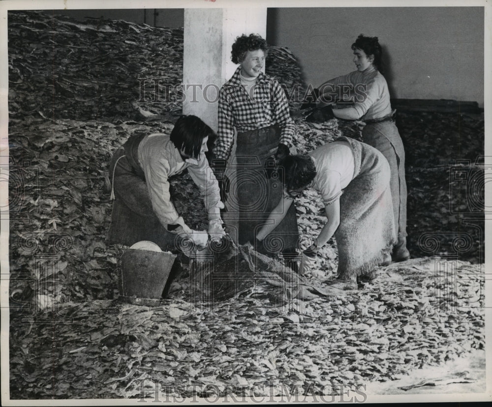 1955 Four Girls Stack Dried Fish in a Faroe Islands Export Warehouse-Historic Images