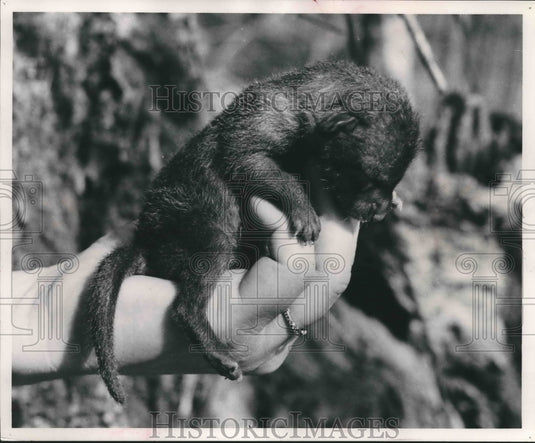 Press Photo Gray fox pup - mjx36340-Historic Images