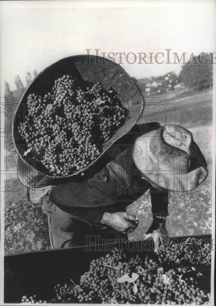1970 Press Photo Worker During Grape Harvest with Grapes on Back in France-Historic Images