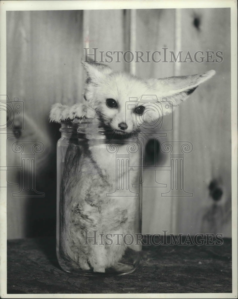 1965 Press Photo Fennec Fox in Glass Jar in Mount Pocono, Pennsylvania- Historic Images