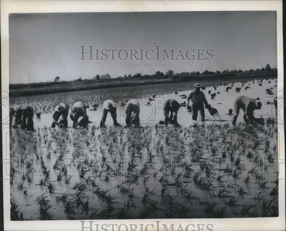 1963 Press Photo Workers Planting Rice in Southern France - mjx37183-Historic Images