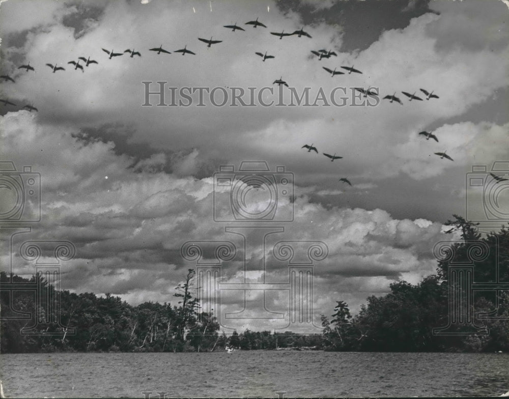 1947 Press Photo Migrating Canada Geese over Langlade County Lake in Wisconsin-Historic Images