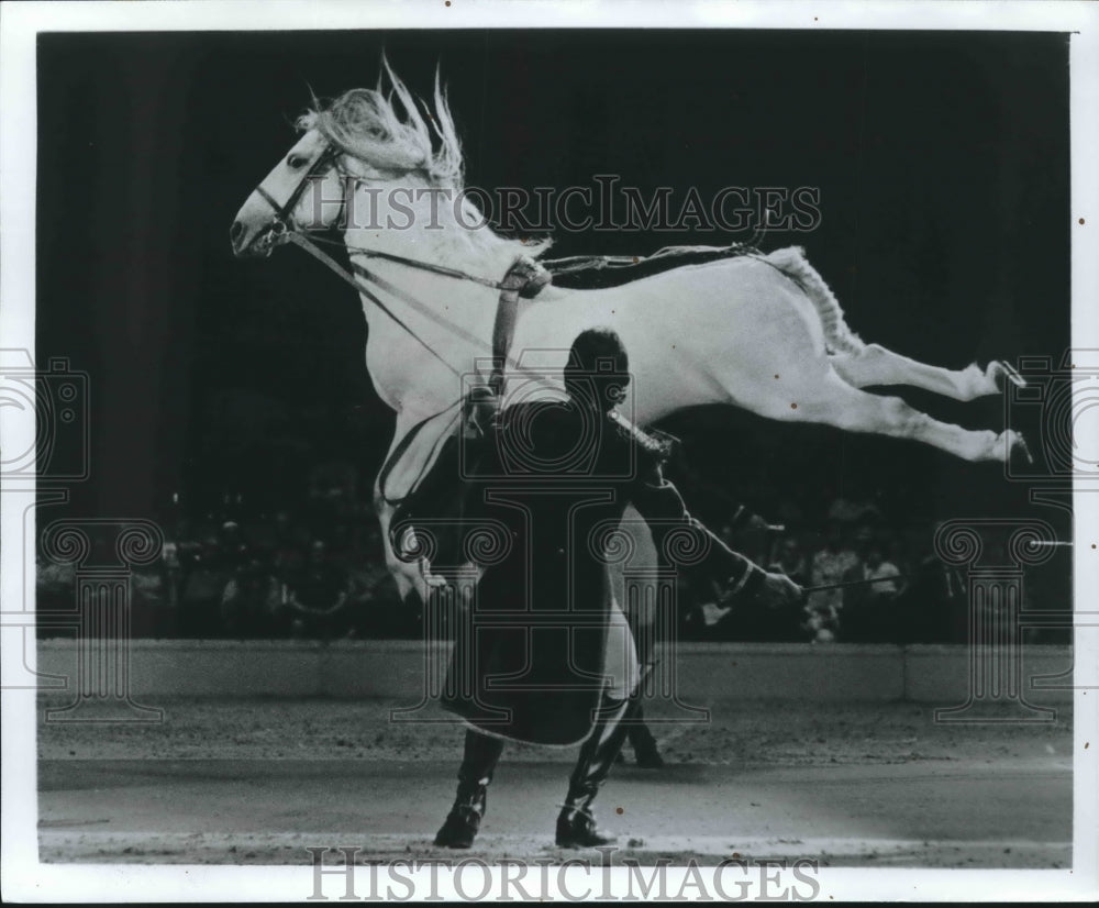 Press Photo Magestic Lipizzaner Horse Leaps into the Air and Kicks Hind Legs-Historic Images