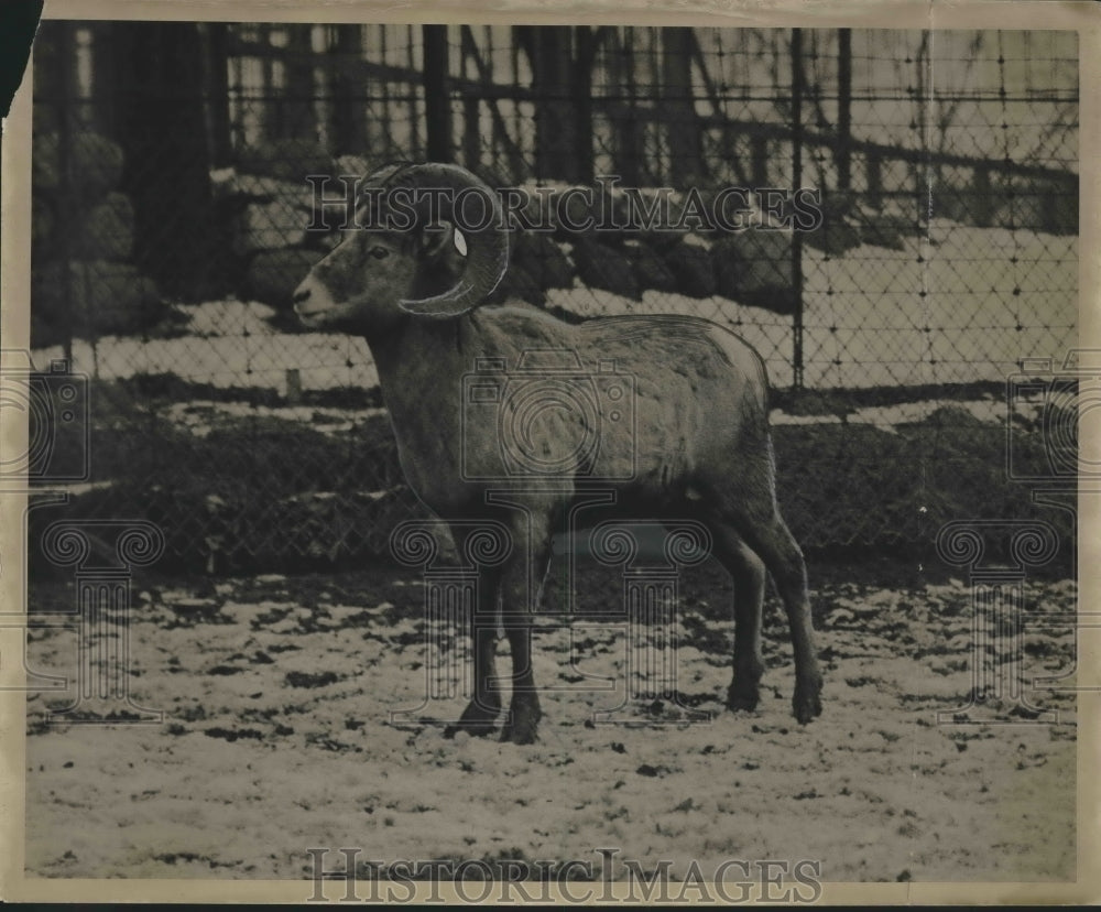 1931 Press Photo Ram from the Canadian Rockies at Milwaukee zoo - mjx40568-Historic Images