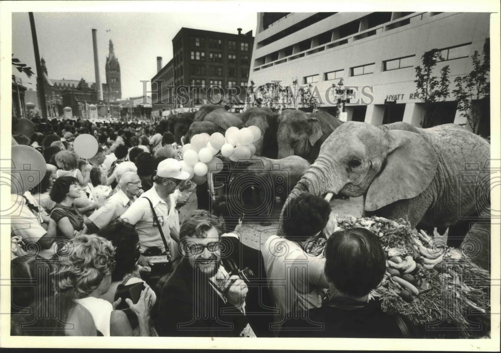 1980 Press Photo Circus elephants feast at Hyatt Regency Milwaukee - Historic Images