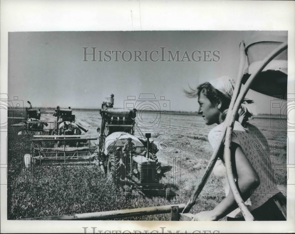 1962 Press Photo Crew is harvesting wheat on state farm near Bucharest, Romania. - Historic Images