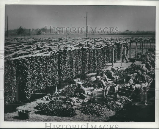 1961 Press Photo Red pepper is spice of life for these girls in Szeged, Hungary.-Historic Images
