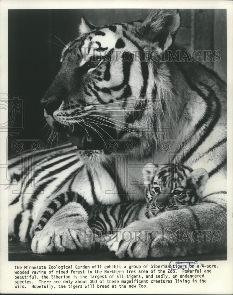 1978 Press Photo Exhibit of Siberian tigers at the Minnesota Zoological Garden - Historic Images