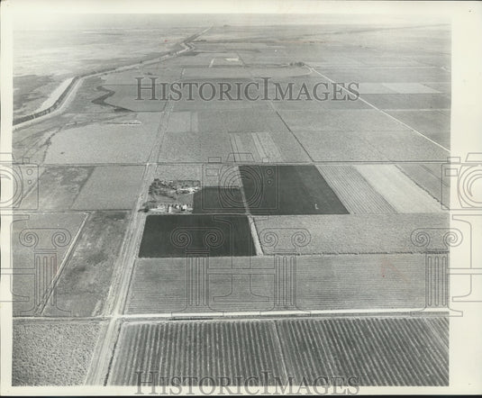 1962 Press Photo Aerial view of sugar cane fields. - mjx47902 - Historic Images