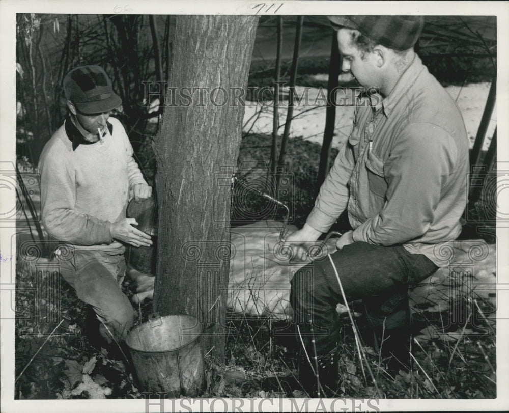 1952 Harvesting Vermont's maple syrup in Hartland, Vermont.-Historic Images