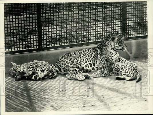 1933 Press Photo Mother jaguar with her cubs at the Washington, D.C., Zoo - Historic Images