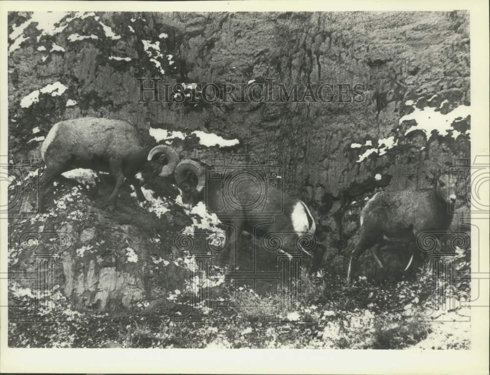 1978 Press Photo Bighorn rams and ewe in Yellowstone National Park, Montana - Historic Images