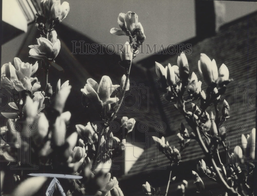 1940 Press Photo Magnolia in bloom on tree in yard of Edward Kunde of Milwaukee. - Historic Images