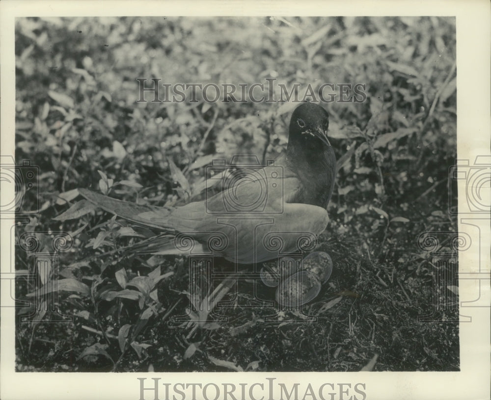 1955 Press Photo Mother Black Tern Sits on Eggs - Historic Images