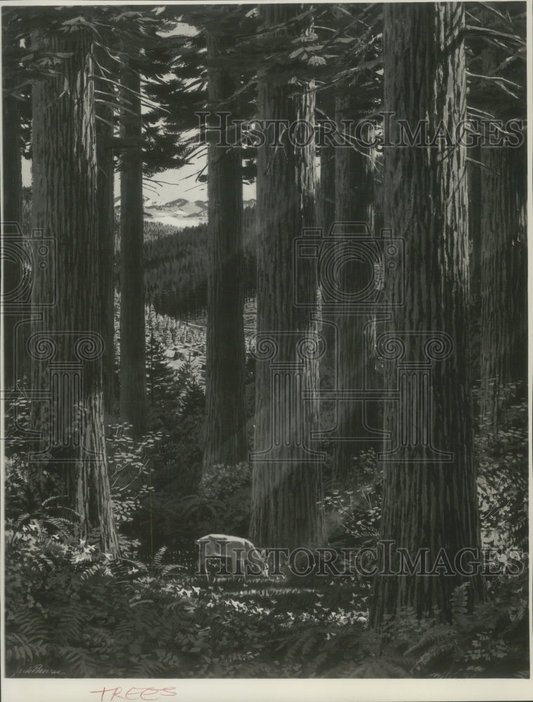 Press Photo Deer Standing in A Tranquil Forest of Trees - Historic Images