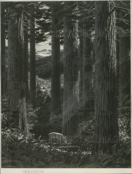 Press Photo Deer Standing in A Tranquil Forest of Trees - Historic Images