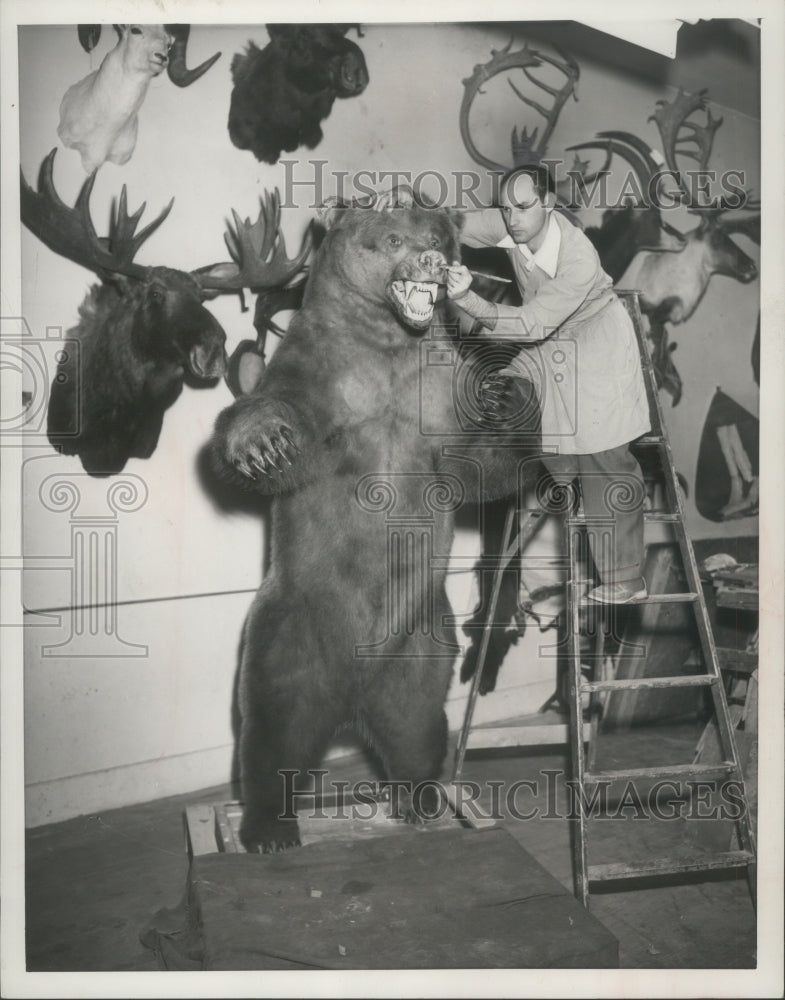 1954 Press Photo Taxidermist adds finishing touches to a 10 foot Alaskan bear- Historic Images