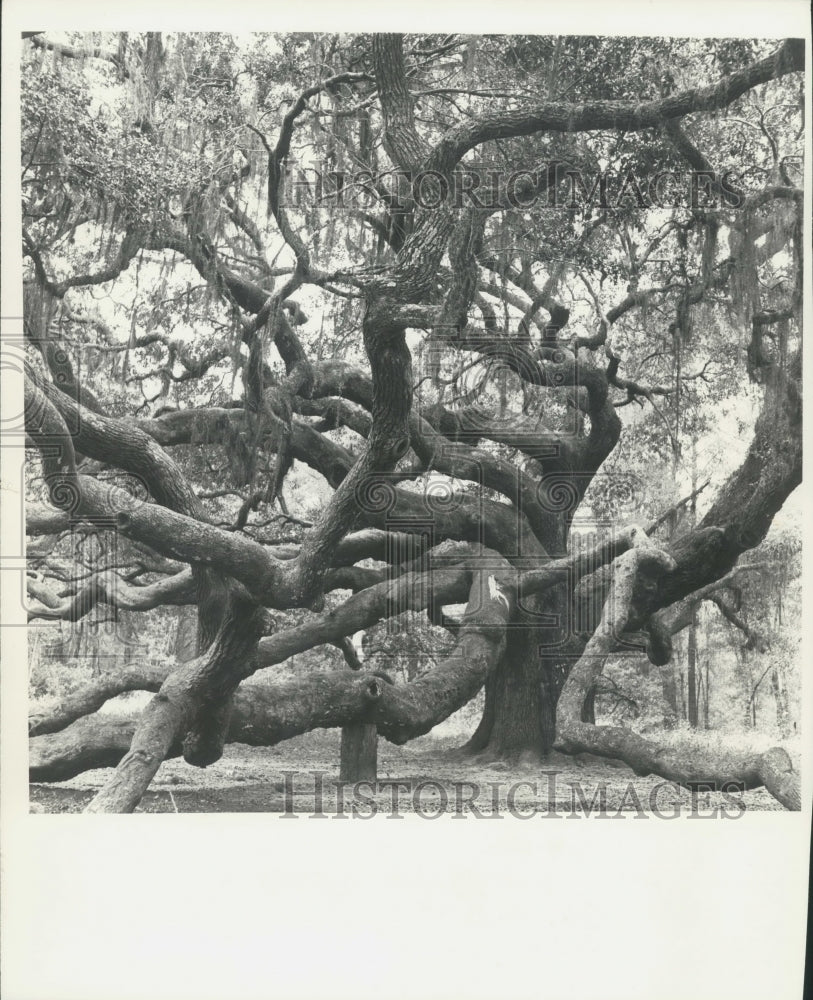 1976 Press Photo Ancient oak tree in South Carolina forest - mjx51670- Historic Images